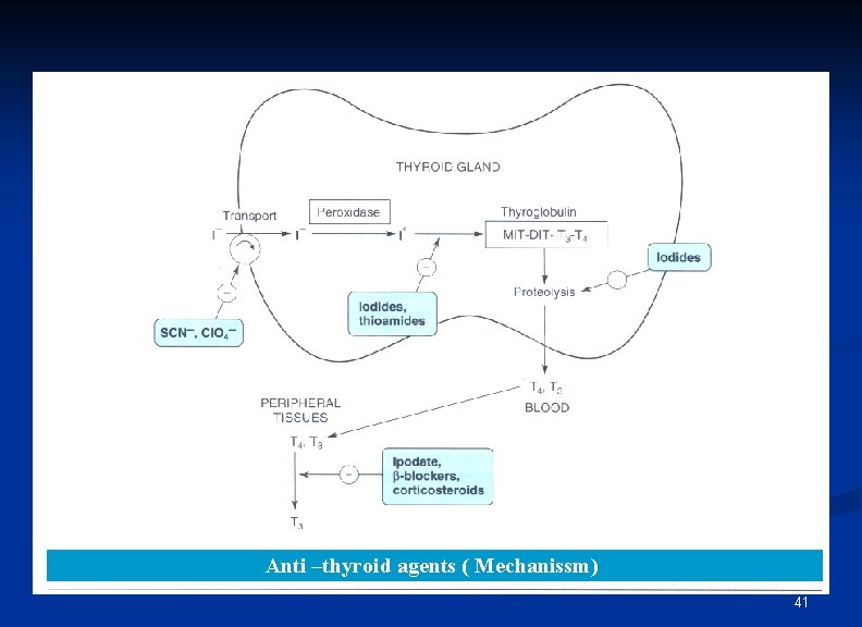 Anti –thyroid agents ( Mechanissm) 41 