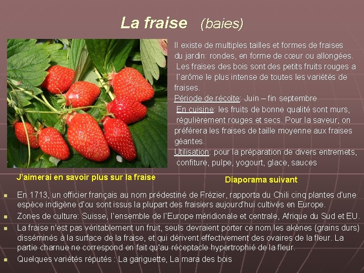 La fraise (baies) II existe de multiples tailles et formes de fraises du jardin: