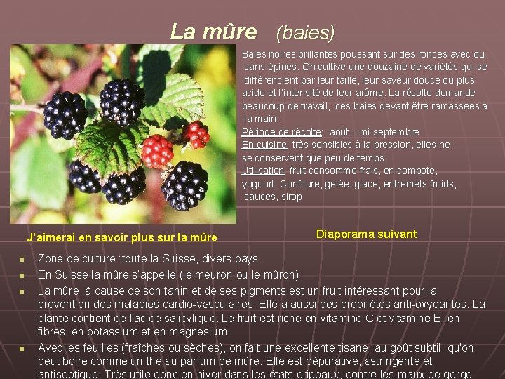 La mûre (baies) Baies noires brillantes poussant sur des ronces avec ou sans épines.