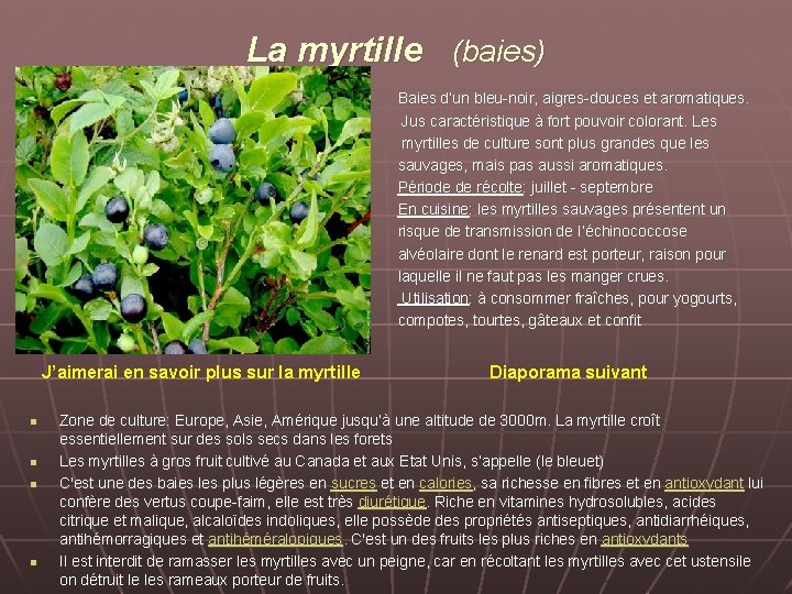 La myrtille (baies) Baies d’un bleu-noir, aigres-douces et aromatiques. Jus caractéristique à fort pouvoir