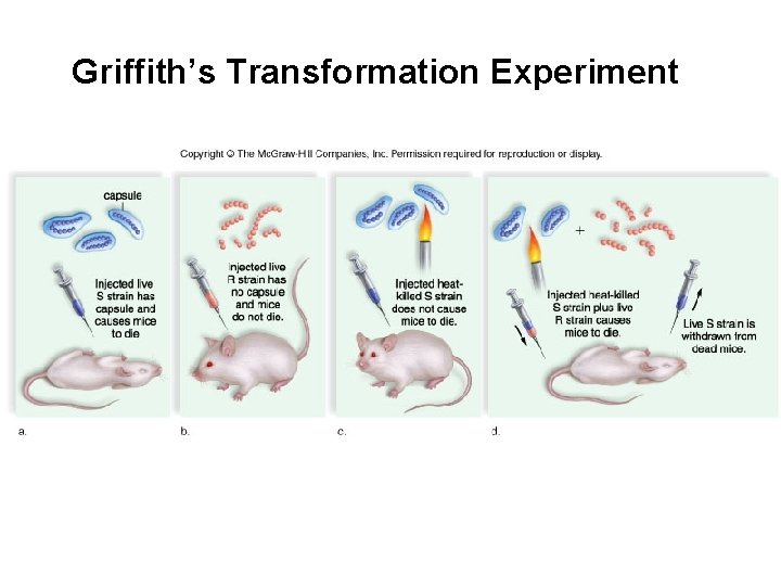 Griffith’s Transformation Experiment 