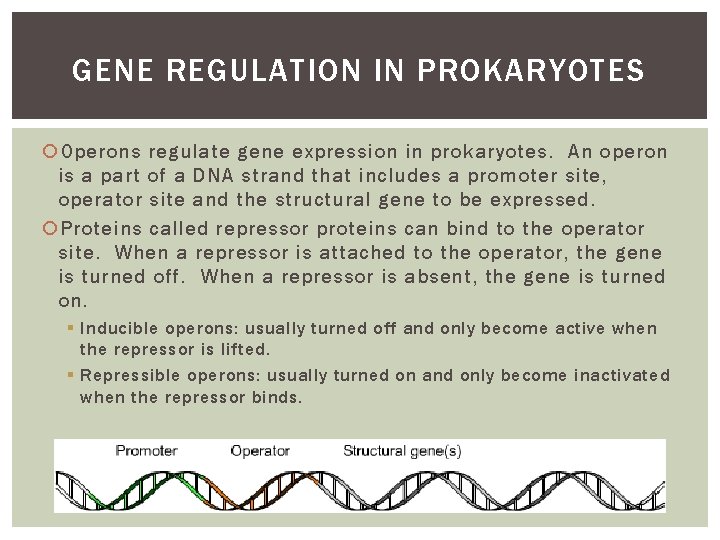 GENE REGULATION IN PROKARYOTES Operons regulate gene expression in prokaryotes. An operon is a