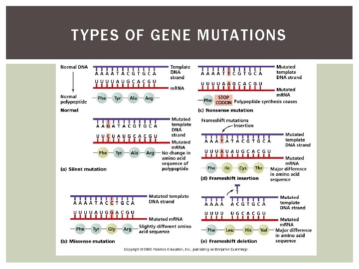 TYPES OF GENE MUTATIONS 
