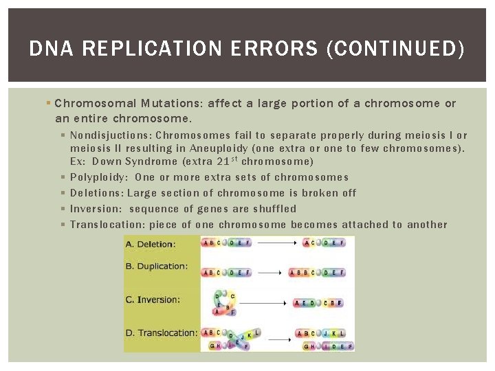 DNA REPLICATION ERRORS (CONTINUED) § Chromosomal Mutations: affect a large portion of a chromosome