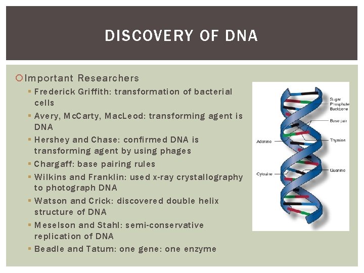 DISCOVERY OF DNA Important Researchers § Frederick Griffith: transformation of bacterial cells § Avery,