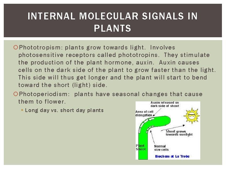 INTERNAL MOLECULAR SIGNALS IN PLANTS Phototropism: plants grow towards light. Involves photosensitive receptors called