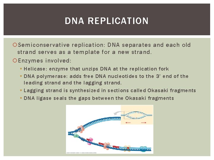 DNA REPLICATION Semiconservative replication: DNA separates and each old strand serves as a template