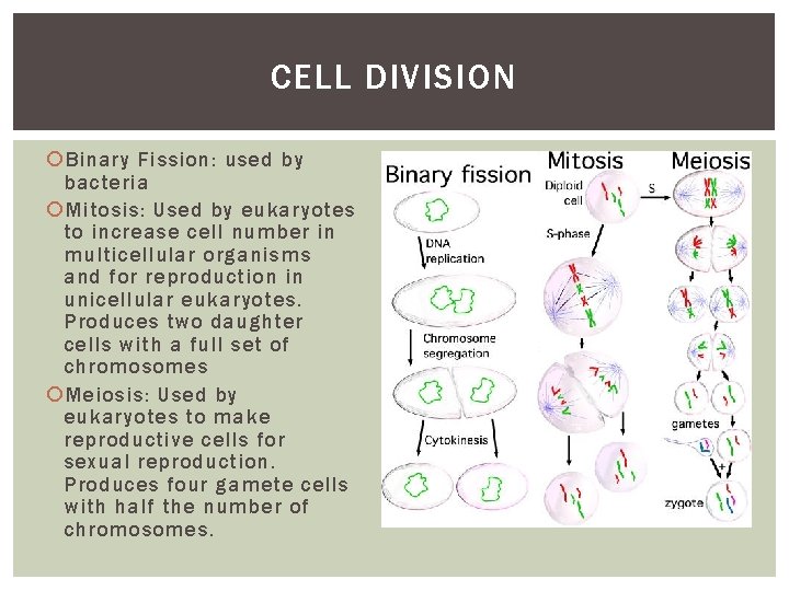CELL DIVISION Binary Fission: used by bacteria Mitosis: Used by eukaryotes to increase cell