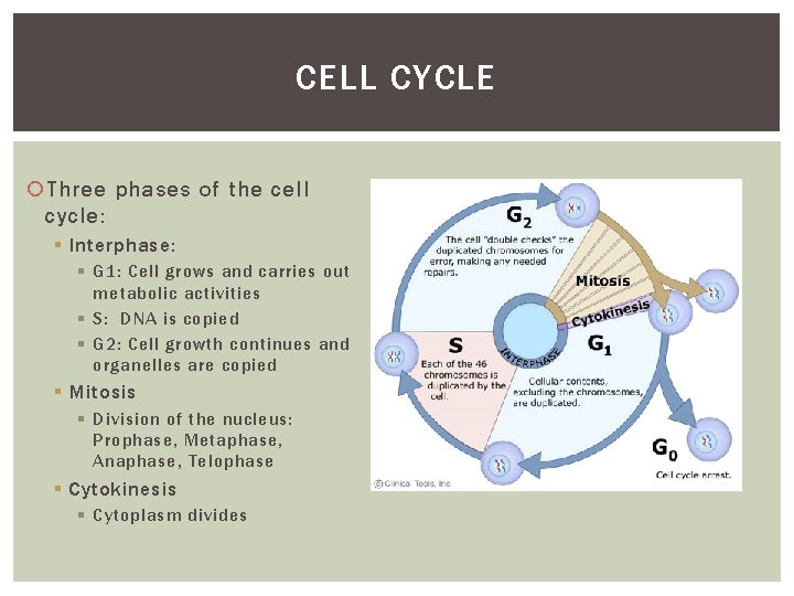 CELL CYCLE Three phases of the cell cycle: § Interphase: § G 1: Cell