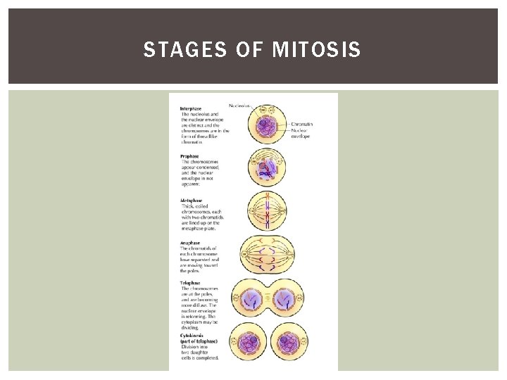 STAGES OF MITOSIS 