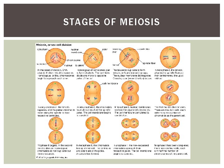 STAGES OF MEIOSIS 