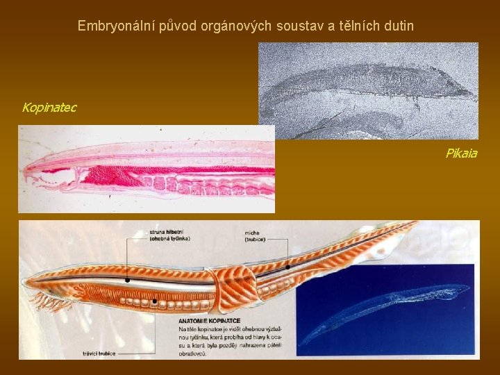 Embryonální původ orgánových soustav a tělních dutin Kopinatec Pikaia 