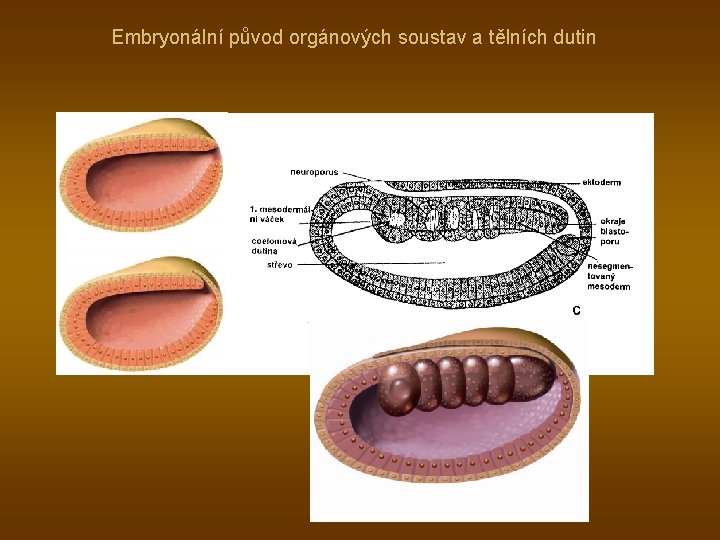 Embryonální původ orgánových soustav a tělních dutin 