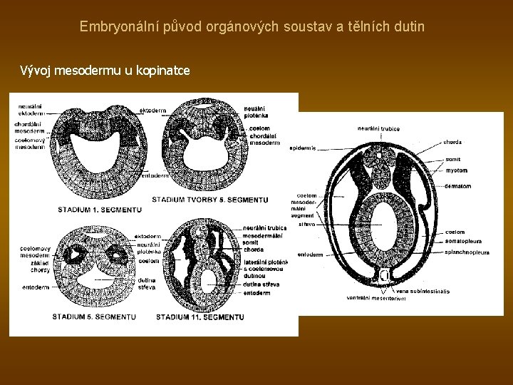 Embryonální původ orgánových soustav a tělních dutin Vývoj mesodermu u kopinatce 