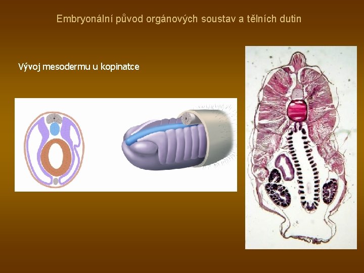 Embryonální původ orgánových soustav a tělních dutin Vývoj mesodermu u kopinatce 