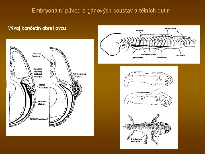 Embryonální původ orgánových soustav a tělních dutin Vývoj končetin obratlovců 