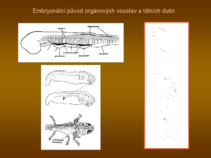 Embryonální původ orgánových soustav a tělních dutin 