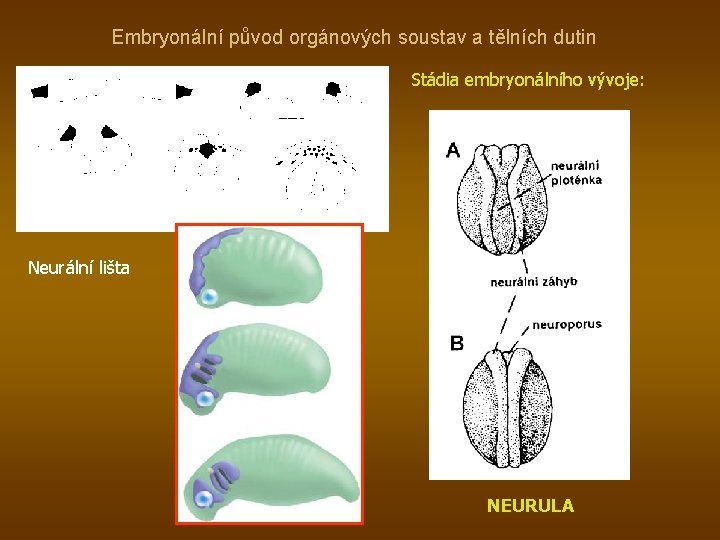 Embryonální původ orgánových soustav a tělních dutin Stádia embryonálního vývoje: Neurální lišta NEURULA 