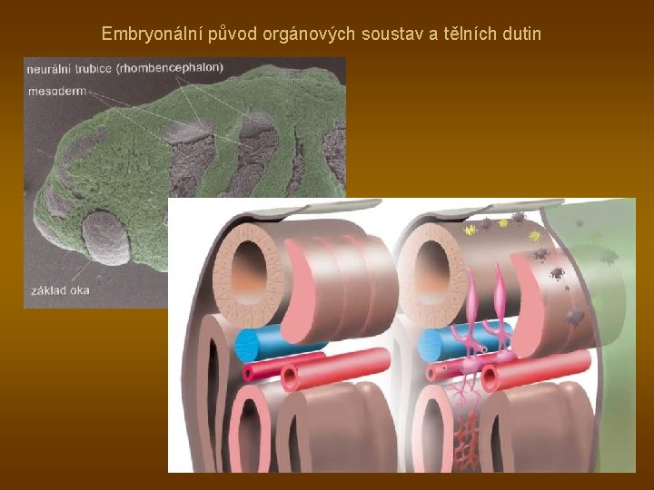 Embryonální původ orgánových soustav a tělních dutin 