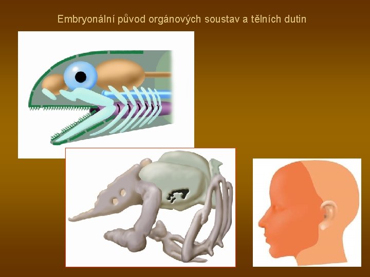 Embryonální původ orgánových soustav a tělních dutin 