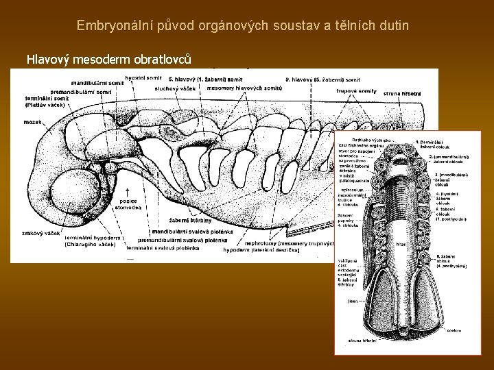 Embryonální původ orgánových soustav a tělních dutin Hlavový mesoderm obratlovců 