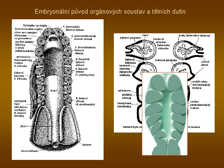 Embryonální původ orgánových soustav a tělních dutin 