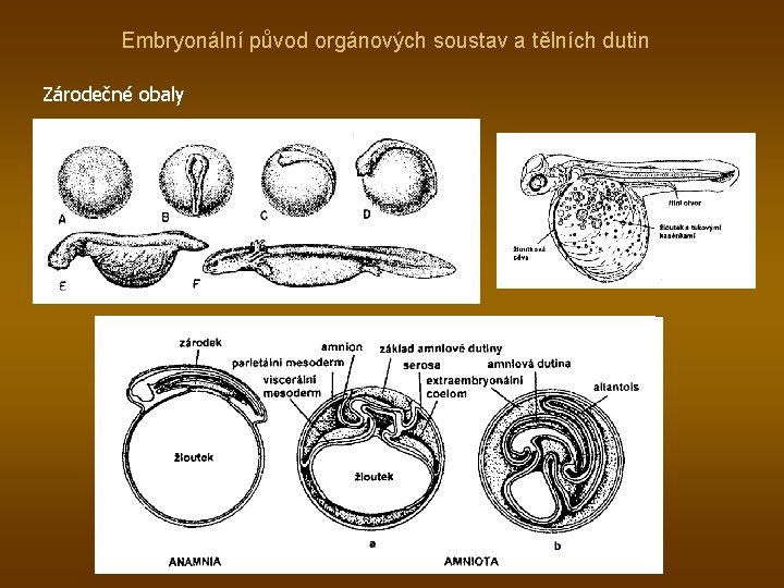 Embryonální původ orgánových soustav a tělních dutin Zárodečné obaly 