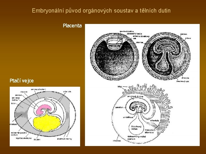Embryonální původ orgánových soustav a tělních dutin Placenta Ptačí vejce 