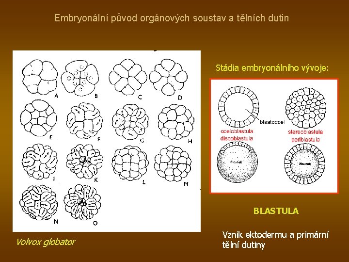 Embryonální původ orgánových soustav a tělních dutin Stádia embryonálního vývoje: BLASTULA Volvox globator Vznik