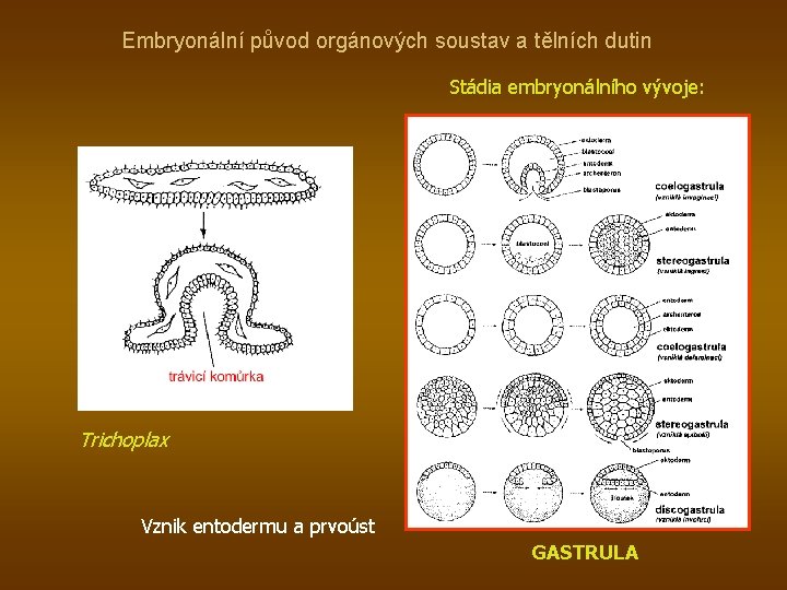 Embryonální původ orgánových soustav a tělních dutin Stádia embryonálního vývoje: Trichoplax Vznik entodermu a