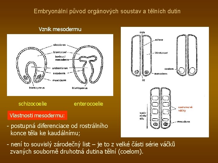 Embryonální původ orgánových soustav a tělních dutin Vznik mesodermu schizocoelie enterocoelie Vlastnosti mesodermu: mesodermu