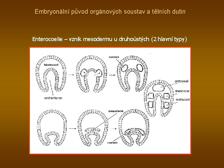 Embryonální původ orgánových soustav a tělních dutin Enterocoelie – vznik mesodermu u druhoústých (2
