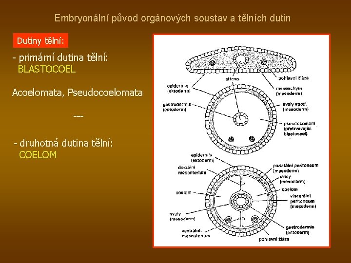 Embryonální původ orgánových soustav a tělních dutin Dutiny tělní: tělní - primární dutina tělní: