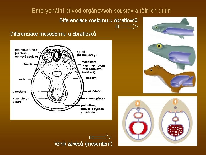 Embryonální původ orgánových soustav a tělních dutin Diferenciace coelomu u obratlovců Diferenciace mesodermu u