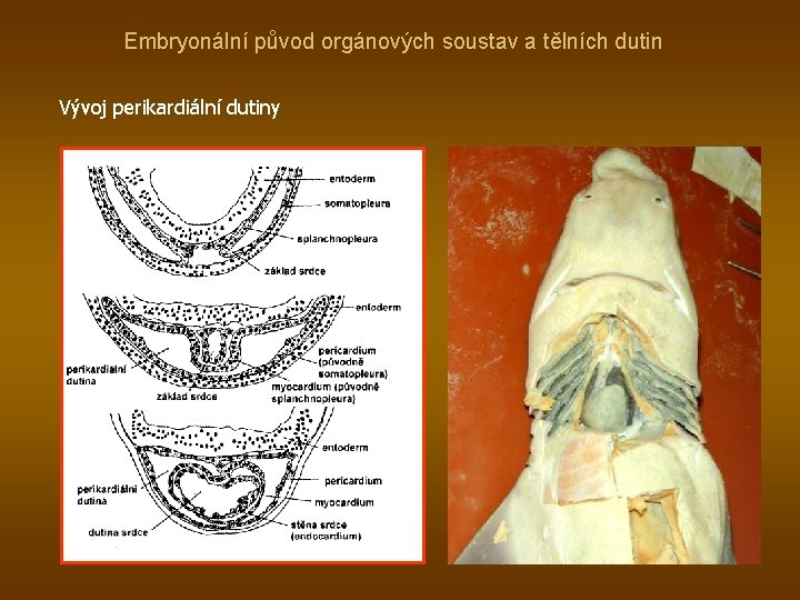 Embryonální původ orgánových soustav a tělních dutin Vývoj perikardiální dutiny 