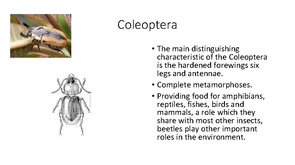 Coleoptera • The main distinguishing characteristic of the Coleoptera is the hardened forewings six
