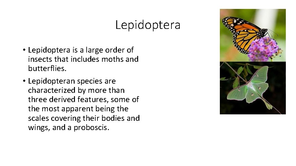 Lepidoptera • Lepidoptera is a large order of insects that includes moths and butterflies.