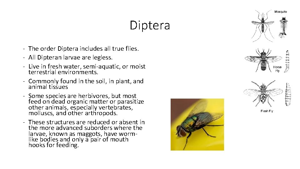 Diptera - The order Diptera includes all true flies. - All Dipteran larvae are