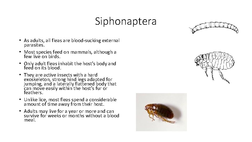 Siphonaptera • As adults, all fleas are blood-sucking external parasites. • Most species feed