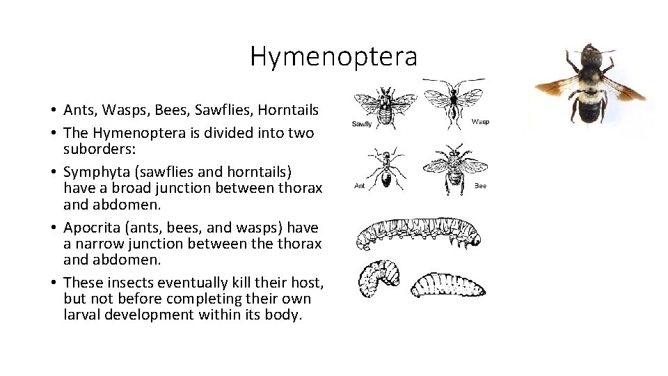 Hymenoptera • Ants, Wasps, Bees, Sawflies, Horntails • The Hymenoptera is divided into two