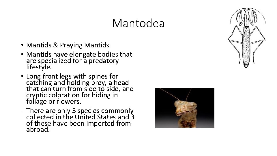 Mantodea • Mantids & Praying Mantids • Mantids have elongate bodies that are specialized