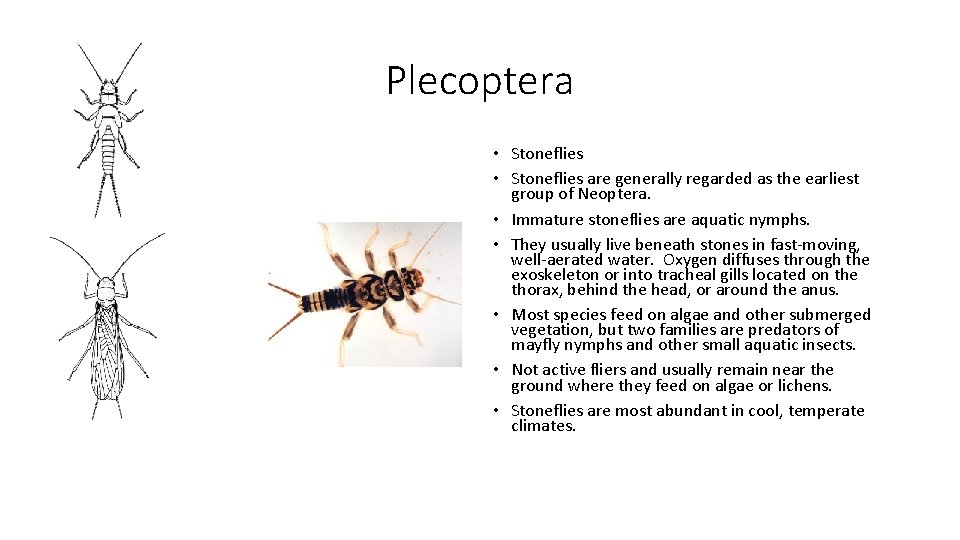 Plecoptera • Stoneflies are generally regarded as the earliest group of Neoptera. • Immature