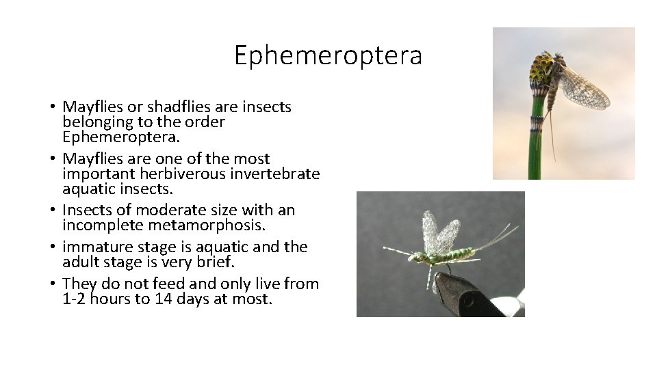 Ephemeroptera • Mayflies or shadflies are insects belonging to the order Ephemeroptera. • Mayflies