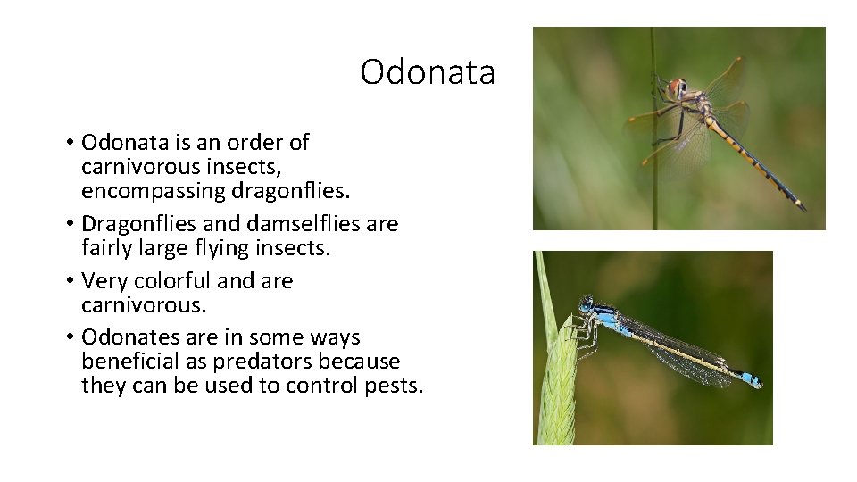 Odonata • Odonata is an order of carnivorous insects, encompassing dragonflies. • Dragonflies and
