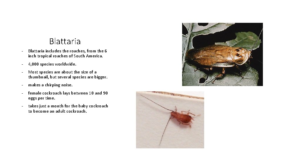Blattaria - Blattaria includes the roaches, from the 6 inch tropical roaches of South