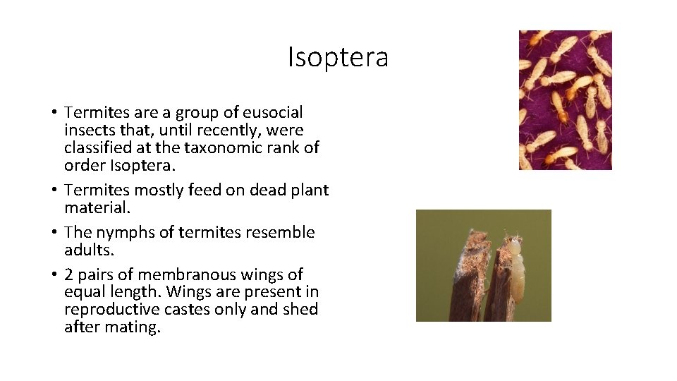 Isoptera • Termites are a group of eusocial insects that, until recently, were classified