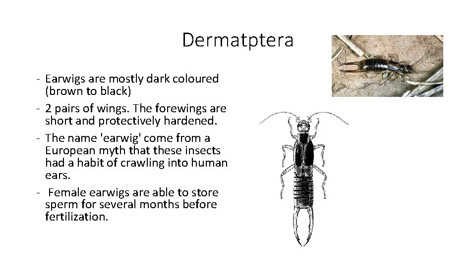 Dermatptera - Earwigs are mostly dark coloured (brown to black) - 2 pairs of