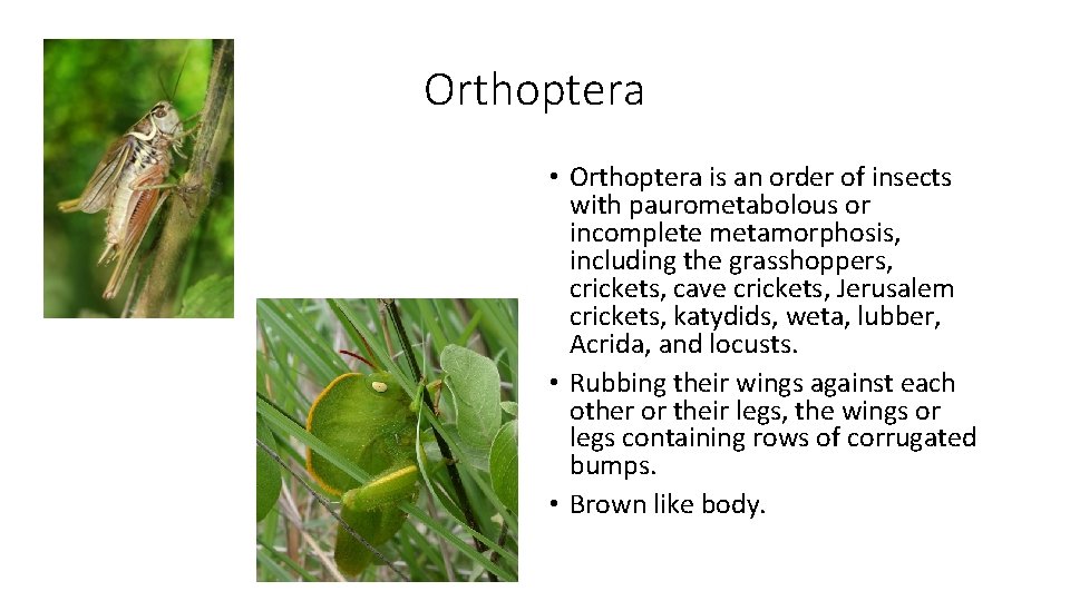 Orthoptera • Orthoptera is an order of insects with paurometabolous or incomplete metamorphosis, including