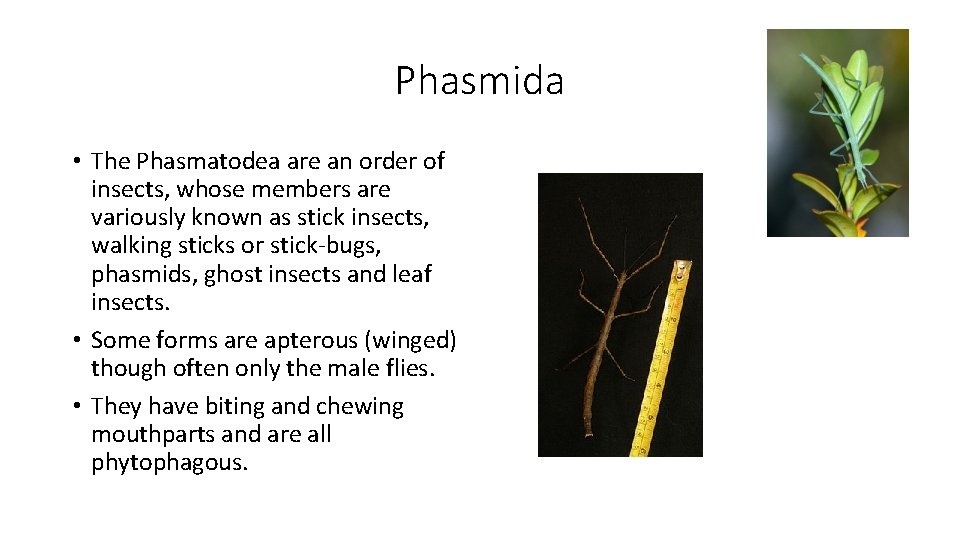 Phasmida • The Phasmatodea are an order of insects, whose members are variously known