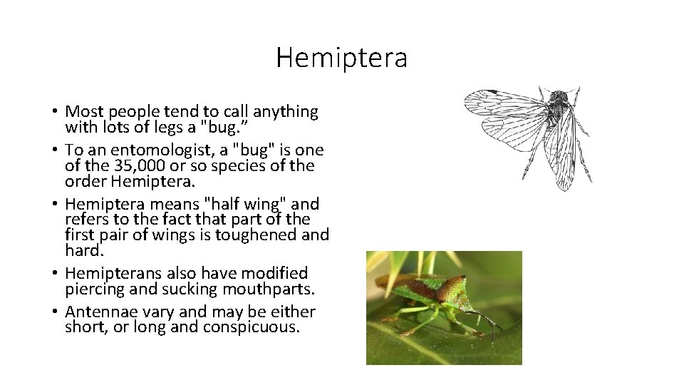Hemiptera • Most people tend to call anything with lots of legs a "bug.